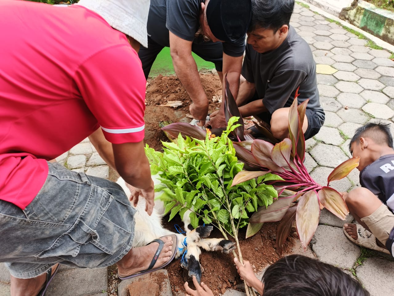 Kegiatan Kurban Idul Adha di SDN 1 Sukojati